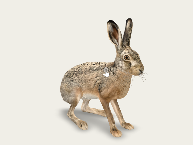 European Hare model preview