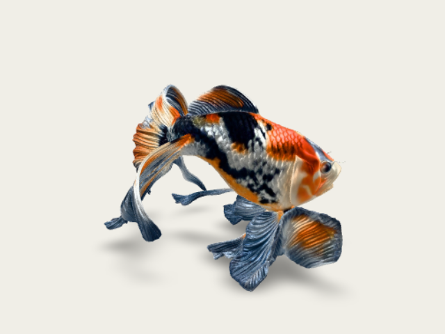 Fish 3 model preview