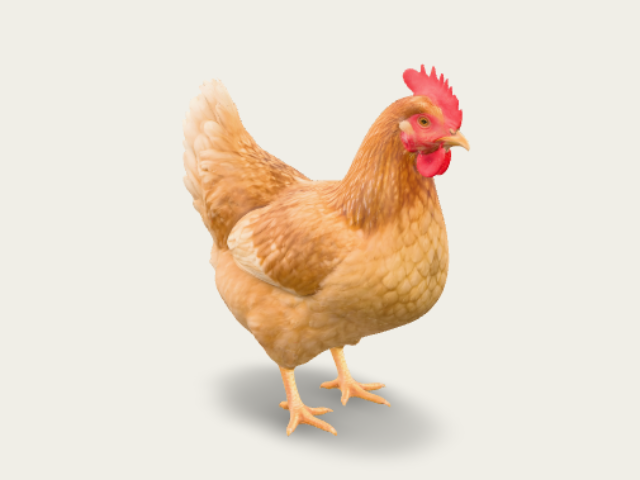 Golden Hen Against Black preview