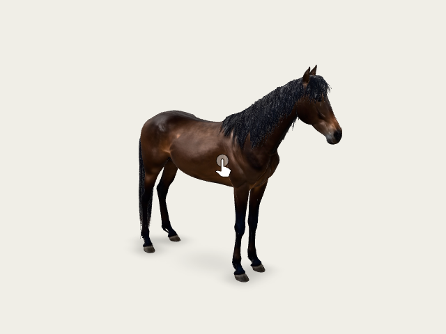 Riding Horse model preview