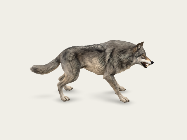 wolf preview