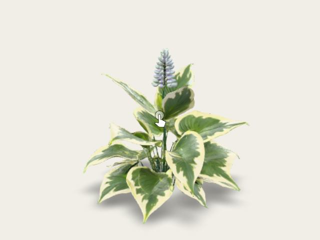 A Hosta Plant Features Broad Heartshaped Leaves Th model preview