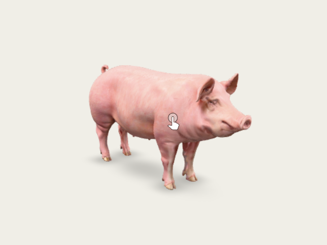 A Photograph Of Domestic Pig Breedlarge Whiteadult model preview