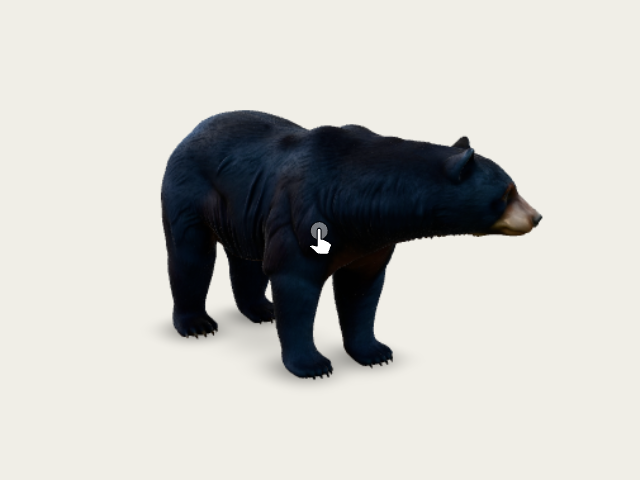 American Black Bear model preview