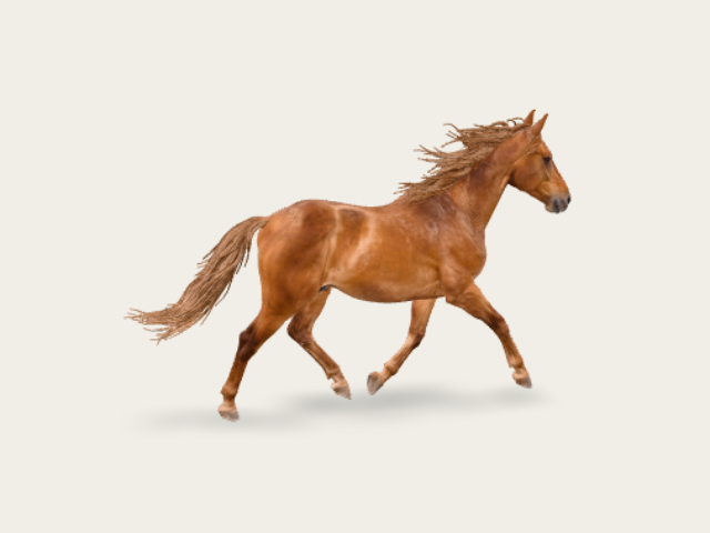 Horse Trotting model preview