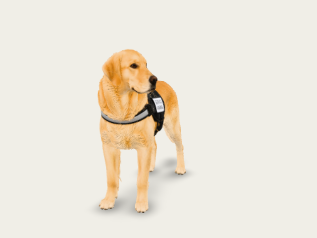 Canine Service Animal Golden Retriever model preview