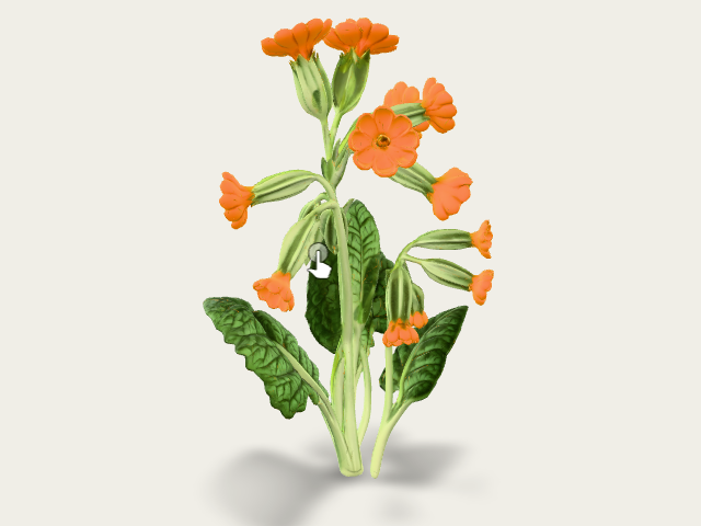 Cowslip model preview