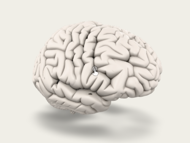 Dog Brain model preview